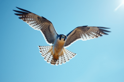 Faucon peregrin en plongée dans le ciel bleu